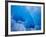 Glacial Iceberg in Lilliehook Fjord in Svalbard-Paul Souders-Framed Photographic Print