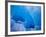 Glacial Iceberg in Lilliehook Fjord in Svalbard-Paul Souders-Framed Photographic Print