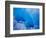 Glacial Iceberg in Lilliehook Fjord in Svalbard-Paul Souders-Framed Photographic Print