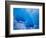 Glacial Iceberg in Lilliehook Fjord in Svalbard-Paul Souders-Framed Photographic Print