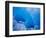 Glacial Iceberg in Lilliehook Fjord in Svalbard-Paul Souders-Framed Photographic Print