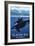 Glacier Bay, Alaska - Orca and Calf-Lantern Press-Framed Premium Giclee Print