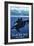 Glacier Bay, Alaska - Orca and Calf-Lantern Press-Framed Premium Giclee Print