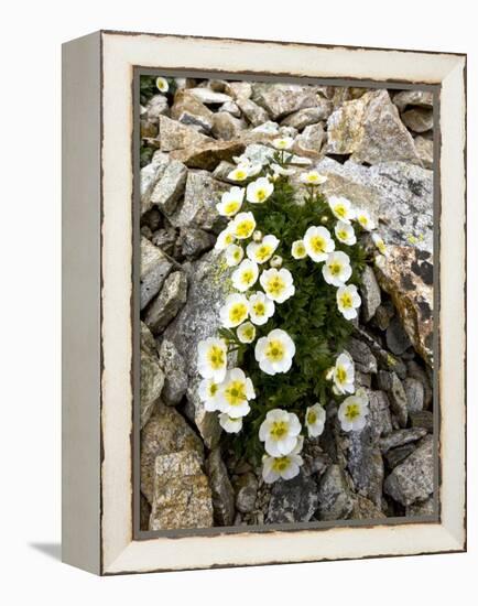 Glacier Crowfoot (Ranunculus Glacialis)-Bob Gibbons-Framed Premier Image Canvas