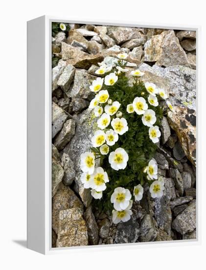 Glacier Crowfoot (Ranunculus Glacialis)-Bob Gibbons-Framed Premier Image Canvas