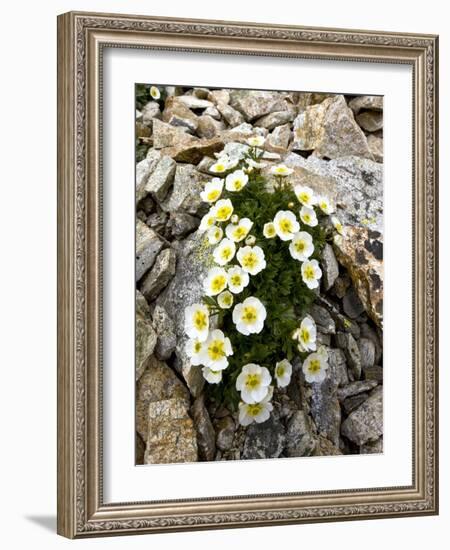 Glacier Crowfoot (Ranunculus Glacialis)-Bob Gibbons-Framed Photographic Print