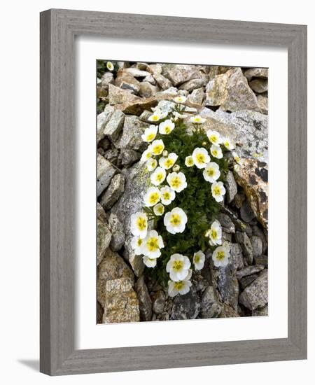 Glacier Crowfoot (Ranunculus Glacialis)-Bob Gibbons-Framed Photographic Print