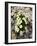 Glacier Crowfoot (Ranunculus Glacialis)-Bob Gibbons-Framed Photographic Print