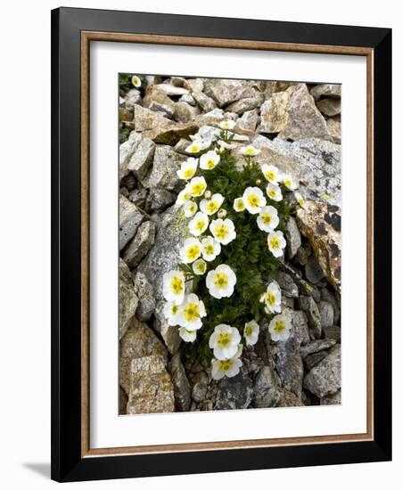 Glacier Crowfoot (Ranunculus Glacialis)-Bob Gibbons-Framed Photographic Print
