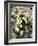 Glacier Crowfoot (Ranunculus Glacialis)-Bob Gibbons-Framed Photographic Print