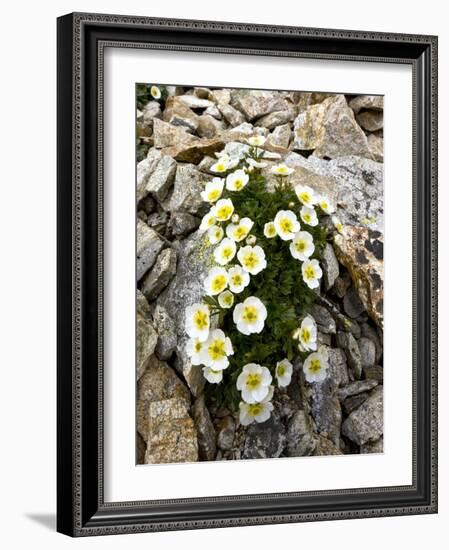 Glacier Crowfoot (Ranunculus Glacialis)-Bob Gibbons-Framed Photographic Print