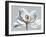 Glacier Dipped Magnolia 1-Albert Koetsier-Framed Art Print