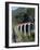 Glacier Express and Landwasser Viaduct, Filisur, Graubunden, Switzerland-Doug Pearson-Framed Photographic Print