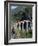 Glacier Express and Landwasser Viaduct, Filisur, Graubunden, Switzerland-Doug Pearson-Framed Photographic Print