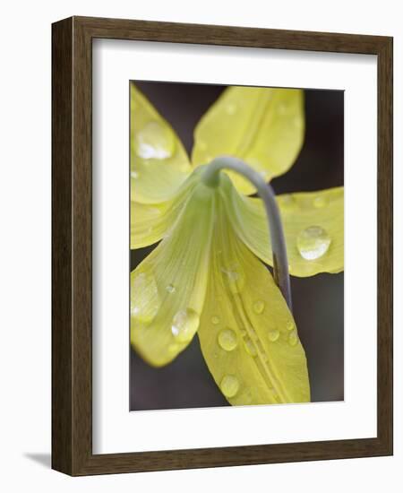 Glacier Lily (Dogtooth Violet) (Erythronium Grandiflorum), Gallatin National Forest, Montana, USA-James Hager-Framed Photographic Print