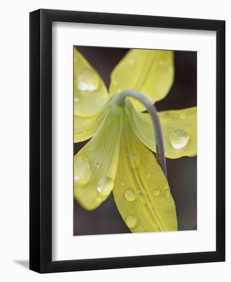 Glacier Lily (Dogtooth Violet) (Erythronium Grandiflorum), Gallatin National Forest, Montana, USA-James Hager-Framed Photographic Print