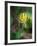 Glacier Lily (Dogtooth Violet) (Erythronium Grandiflorum), Glacier National Park, Montana-James Hager-Framed Photographic Print