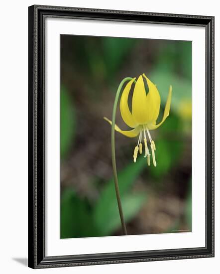 Glacier Lily (Dogtooth Violet) (Erythronium Grandiflorum), Glacier National Park, Montana-James Hager-Framed Photographic Print