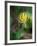 Glacier Lily (Dogtooth Violet) (Erythronium Grandiflorum), Glacier National Park, Montana-James Hager-Framed Photographic Print