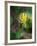 Glacier Lily (Dogtooth Violet) (Erythronium Grandiflorum), Glacier National Park, Montana-James Hager-Framed Photographic Print