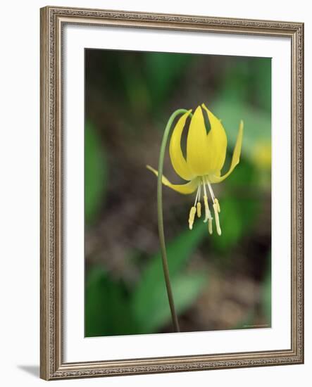 Glacier Lily (Dogtooth Violet) (Erythronium Grandiflorum), Glacier National Park, Montana-James Hager-Framed Photographic Print