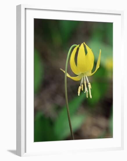 Glacier Lily (Dogtooth Violet) (Erythronium Grandiflorum), Glacier National Park, Montana-James Hager-Framed Photographic Print