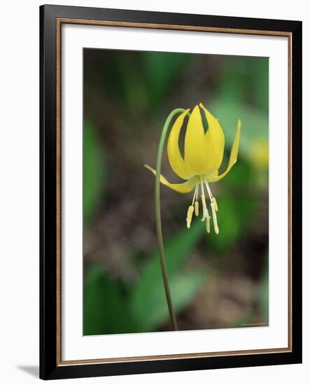 Glacier Lily (Dogtooth Violet) (Erythronium Grandiflorum), Glacier National Park, Montana-James Hager-Framed Photographic Print