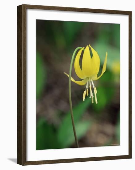 Glacier Lily (Dogtooth Violet) (Erythronium Grandiflorum), Glacier National Park, Montana-James Hager-Framed Photographic Print