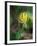 Glacier Lily (Dogtooth Violet) (Erythronium Grandiflorum), Glacier National Park, Montana-James Hager-Framed Photographic Print