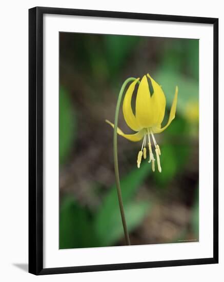 Glacier Lily (Dogtooth Violet) (Erythronium Grandiflorum), Glacier National Park, Montana-James Hager-Framed Photographic Print