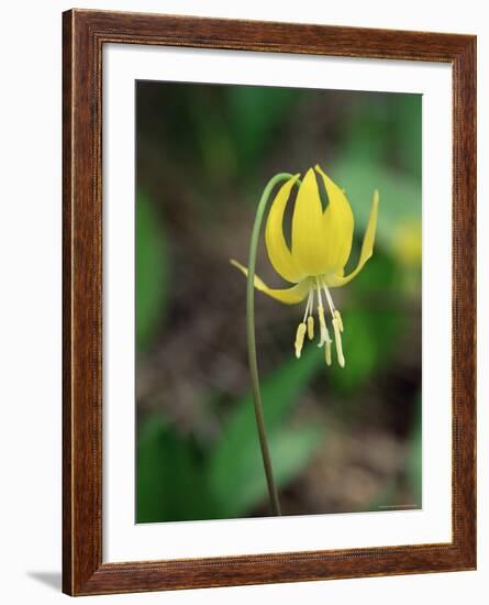 Glacier Lily (Dogtooth Violet) (Erythronium Grandiflorum), Glacier National Park, Montana-James Hager-Framed Photographic Print