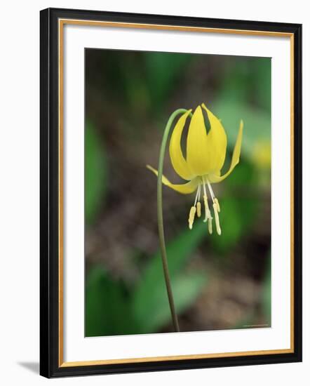 Glacier Lily (Dogtooth Violet) (Erythronium Grandiflorum), Glacier National Park, Montana-James Hager-Framed Photographic Print