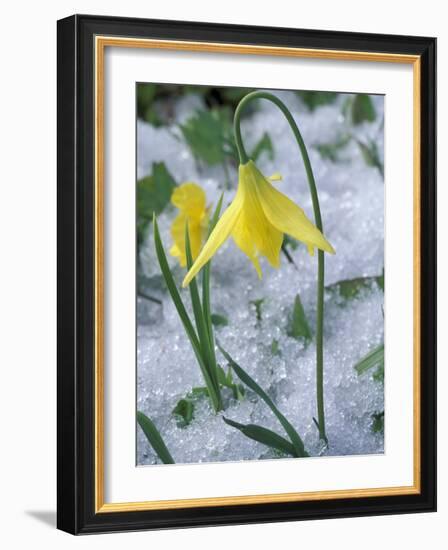Glacier Lily Growing in Snow, Olympic National Park, Washington, USA-Darrell Gulin-Framed Photographic Print