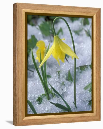 Glacier Lily Growing in Snow, Olympic National Park, Washington, USA-Darrell Gulin-Framed Premier Image Canvas