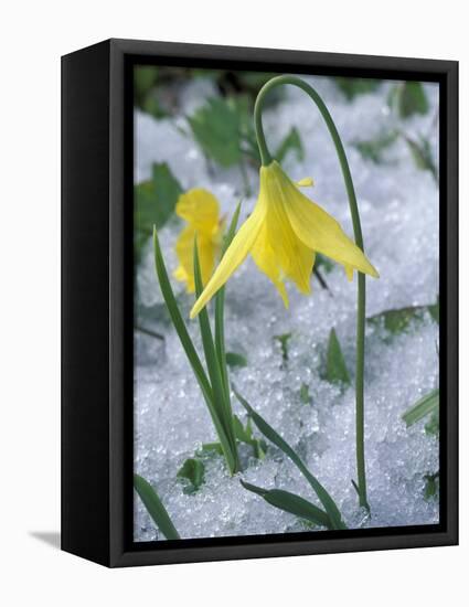 Glacier Lily Growing in Snow, Olympic National Park, Washington, USA-Darrell Gulin-Framed Premier Image Canvas