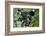 Glacier National Park Black Bear-Jason Savage-Framed Art Print