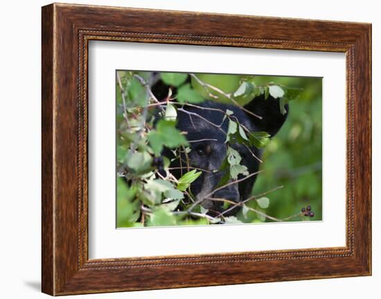 Glacier National Park Black Bear-Jason Savage-Framed Art Print