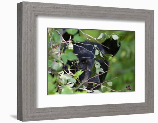 Glacier National Park Black Bear-Jason Savage-Framed Art Print