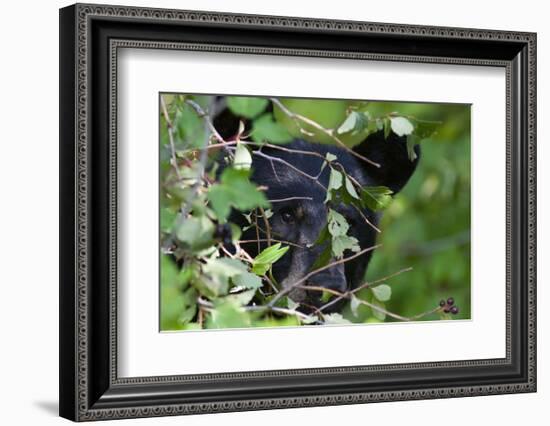 Glacier National Park Black Bear-Jason Savage-Framed Art Print