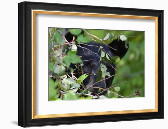 Glacier National Park Black Bear-Jason Savage-Framed Art Print