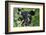 Glacier National Park Black Bear-Jason Savage-Framed Art Print