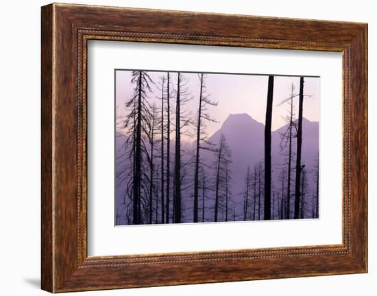 Glacier National Park Forest-Jason Savage-Framed Art Print