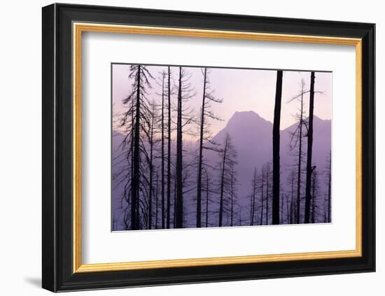 Glacier National Park Forest-Jason Savage-Framed Art Print