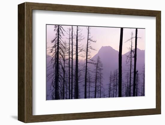 Glacier National Park Forest-Jason Savage-Framed Art Print