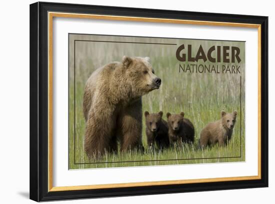 Glacier National Park - Grizzly Bear and Cubs-Lantern Press-Framed Art Print