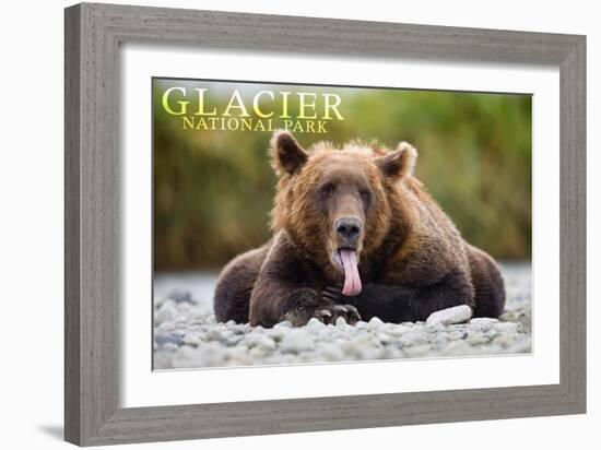 Glacier National Park - Grizzly Bear with Tongue Out-Lantern Press-Framed Art Print