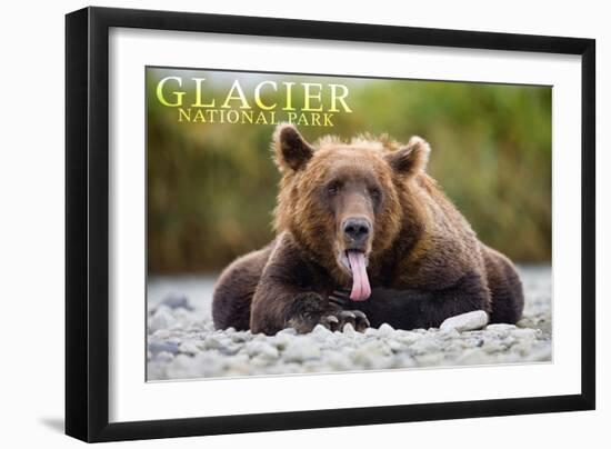 Glacier National Park - Grizzly Bear with Tongue Out-Lantern Press-Framed Art Print