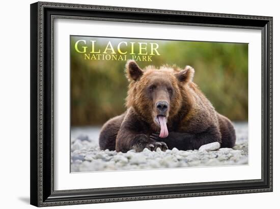 Glacier National Park - Grizzly Bear with Tongue Out-Lantern Press-Framed Art Print