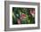 Glacier National Park, Montana. Alpine flower-Yitzi Kessock-Framed Photographic Print