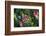 Glacier National Park, Montana. Alpine flower-Yitzi Kessock-Framed Photographic Print